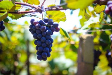 embrapa-uva-e-vinho-lanca-ferramentas-para-viticultura-de-precisao